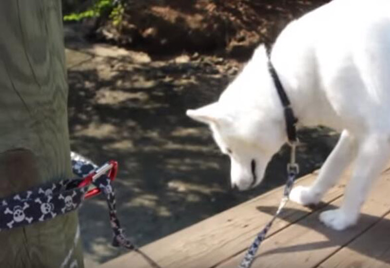 secure dog leash