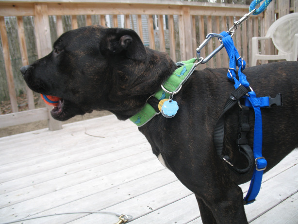 reddit dog harness